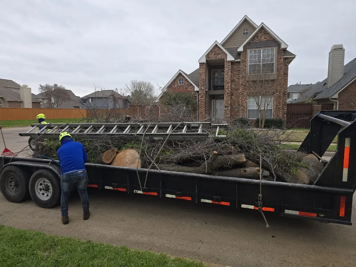 Expert Tree Pest Control with proper safety equipment in Lantry